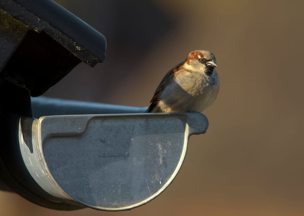 A house sparrow perches on a metal gutter in soft sunlight, displaying natural behavior.